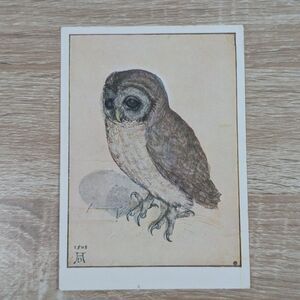 Albrecht Durer Little Owl Art Postcard Albertina Museum Print Germany